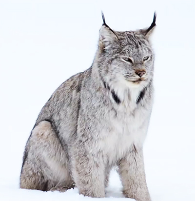 Canada Lynx - Threatened