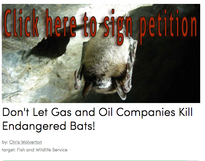 Don't Let Gas & Oil Companies Kill Endangered Bats