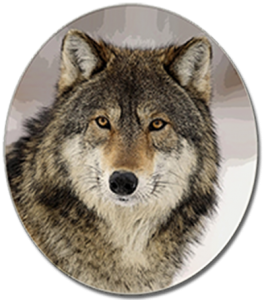 Endangered Gray Wolf